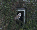 Barn Owl